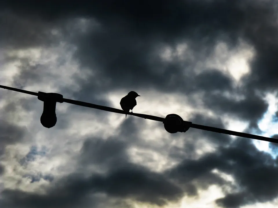 moineau ok