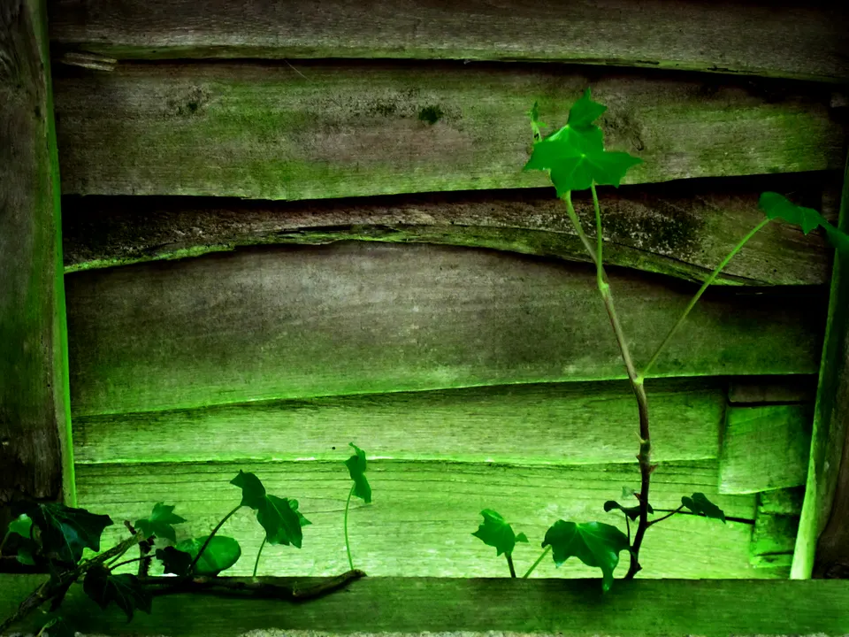 branches