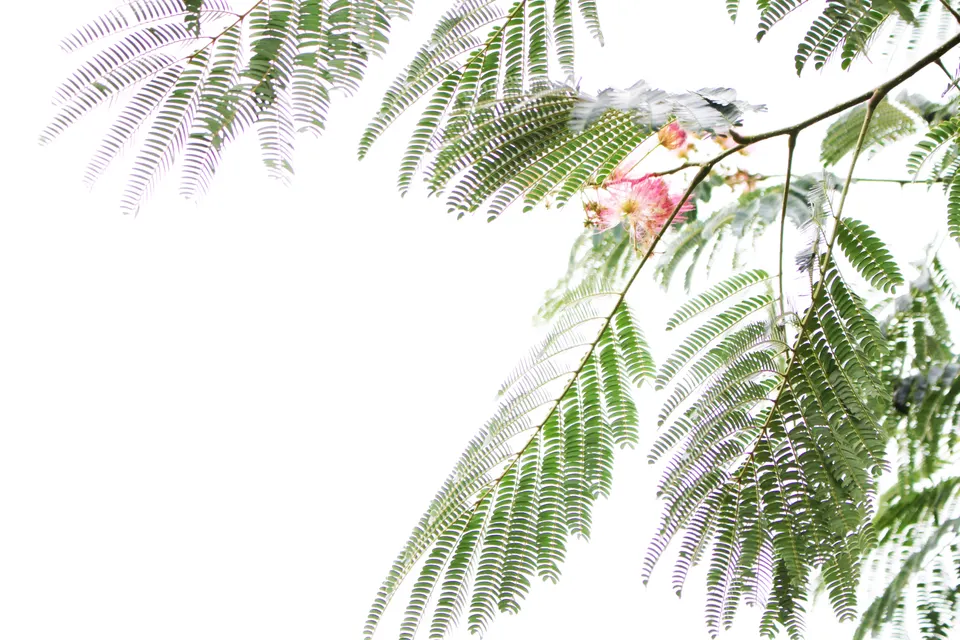 fleur blanche.jpg