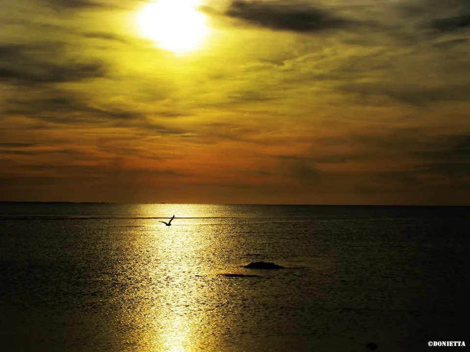 la rochelle mouette ok