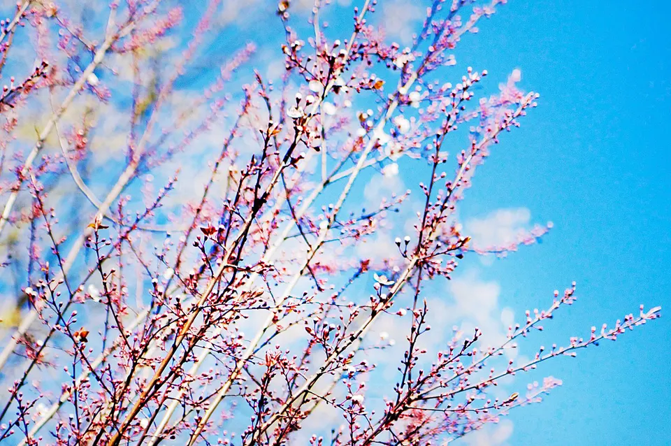 couleurs de branches