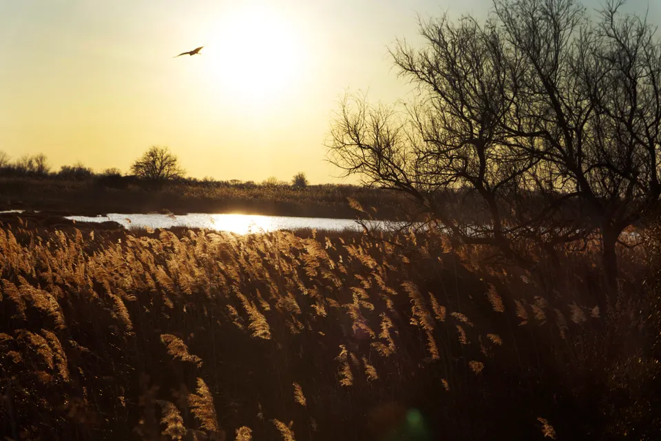 camargue