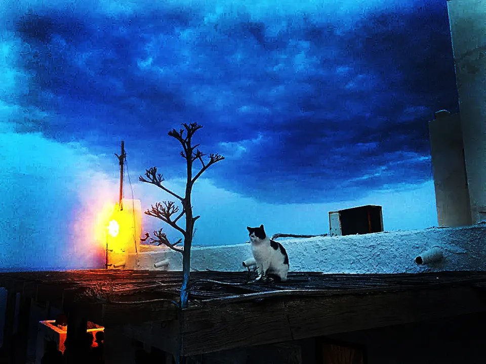 gato ok