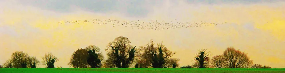 birds Melle Panoramique 300 dpi FA pearl 80X20