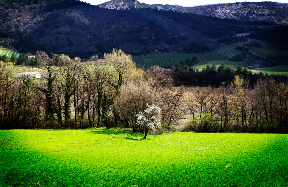 cerisier