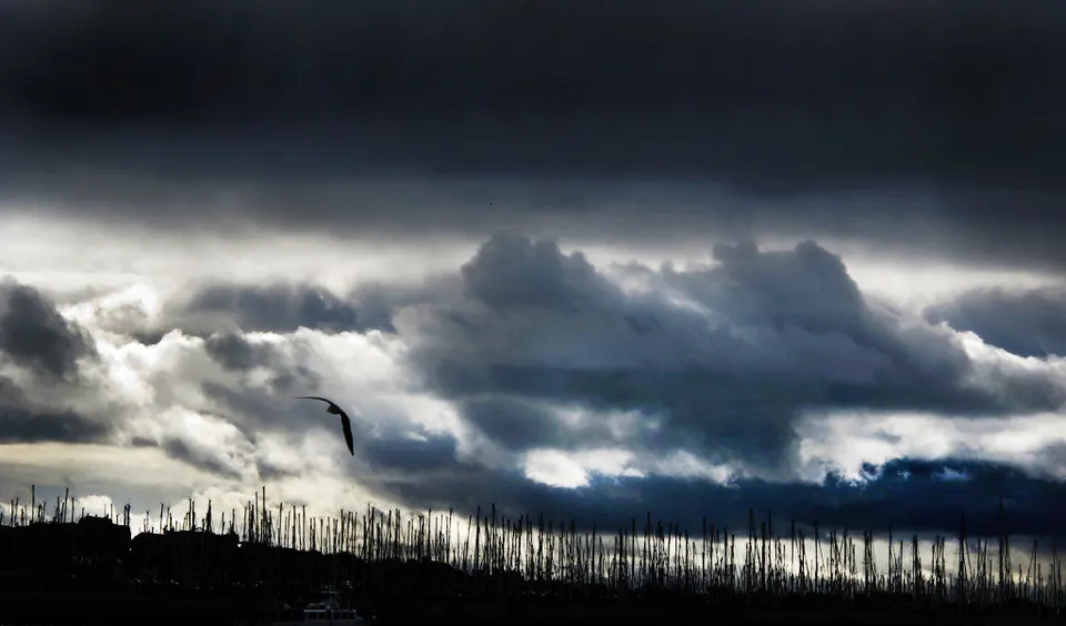 sombre oiseau ok